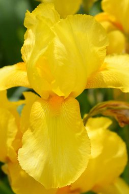 Tall bearded iris Foxfire flower - Latin name - Iris barbata elatior Foxfire