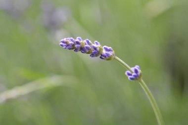Common lavender flower buds - Latin name - Lavandula angustifolia (Lavandula officinalis)