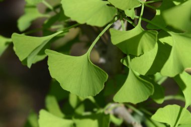 Ginkgo - Latince adı - Ginkgo biloba yaprakları