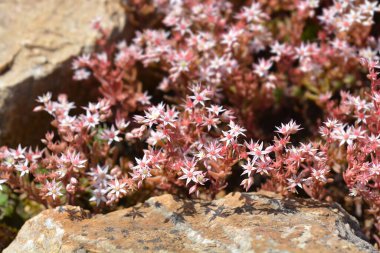 Spanish stonecrop flowers - Latin name - Sedum hispanicum