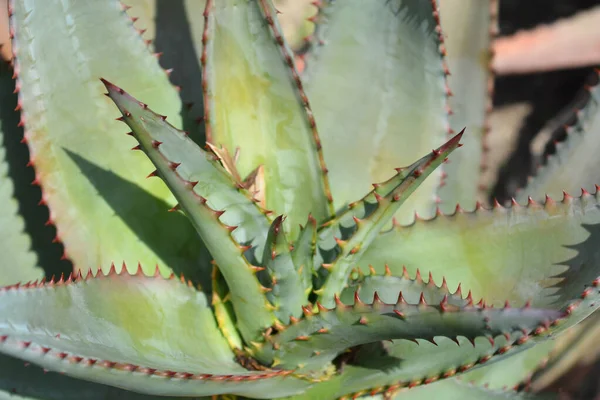 Bitter Aloe Leaves Latin Name Aloe Ferox —  Fotos de Stock
