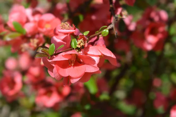 Japanese Flowering Quince Латинское Название Chaenomeles Japonica — стоковое фото