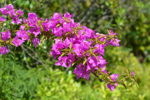 Great Bougainvillea Branch Flowers Latin Name Bougainvillea Spectabilis — kuvapankkivalokuva