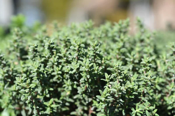 Garden Thyme Leaves Latin Name Thymus Vulgaris — Stock Photo, Image