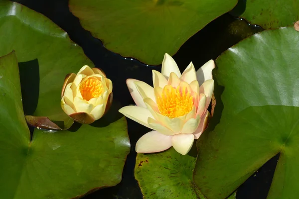 Paul Hariot Water Lily Flowers Latin Name Nymphaea Paul Hariot — Stockfoto