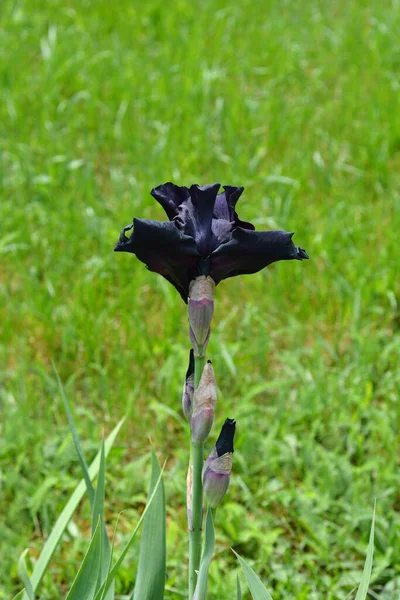 Tall Bearded Iris Storm Flowers Latin Name Iris Barbata Elatior — Stock Photo, Image