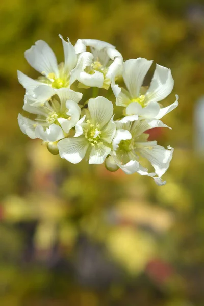 Flytrap Flores Vênus Nome Latino Dionaea Muscipula — Fotografia de Stock