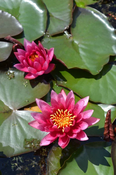 Water Lily Rubra Latin Name Nymphaea Marliacea Rubra — Stockfoto