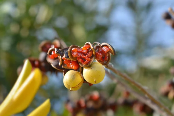 Mock Vainas Semillas Naranja Nombre Latino Pittosporum Tobira — Foto de Stock