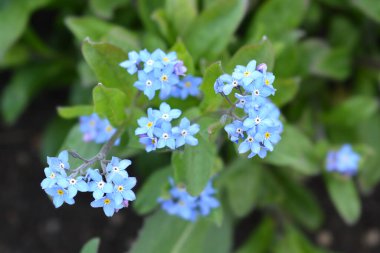 Ultramarine unutma beni çiçekleri - Latince adı - Myosotis Ultramarine