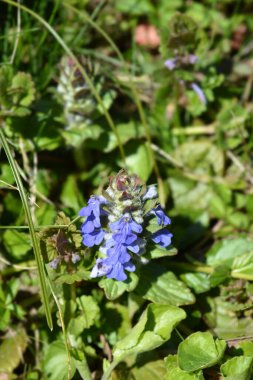Sıradan borazan çiçekleri - Latince adı - Ajuga sürüngenleri