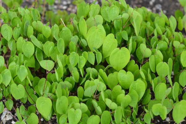 Αλπικά Φύλλα Barrenwort Λατινική Ονομασία Epimedium Alpinum — Φωτογραφία Αρχείου