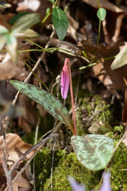 Köpekler diş menekşesi çiçeği tomurcuğu - Latince adı - Erythronium den-canis