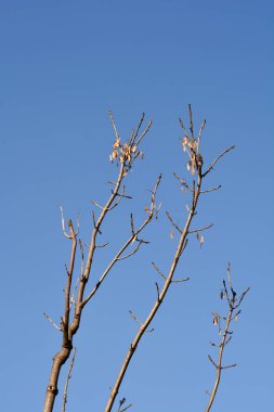 Mavi gökyüzüne karşı tomurcukları ve kuru tohumları olan sıradan bir kül dalı - Latince adı - Fraxinus Excelsior