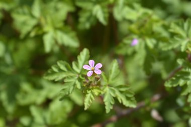 Küçük Robin çiçeği - Latince adı - Geranium purpureum