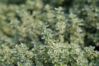 Gümüş Kraliçe Thyme - Latince adı - Thymus x citriodorus Gümüş Kraliçe