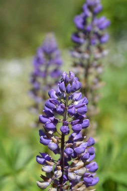 Lupinus polyphyllus (Lupinus poliphyllus)