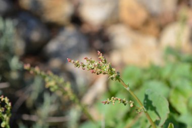 Kalkan iskelesi çiçek tomurcukları - Latince adı - Rumex scutatus