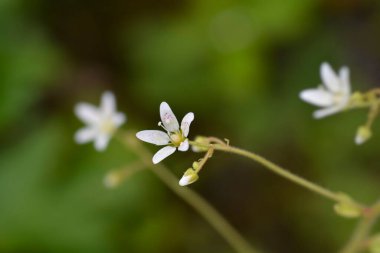 Yuvarlak yapraklı Saxigrage çiçekleri - Latince adı - Saxifraga rotundifolia