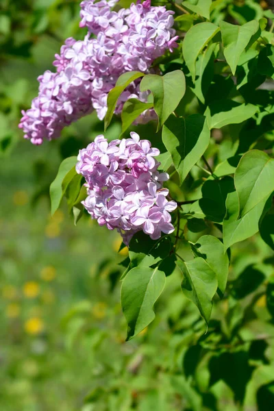 Lilac Esther Staley花 ラテン語名 シリンガX Hyacinthiflora Esther Staley — ストック写真