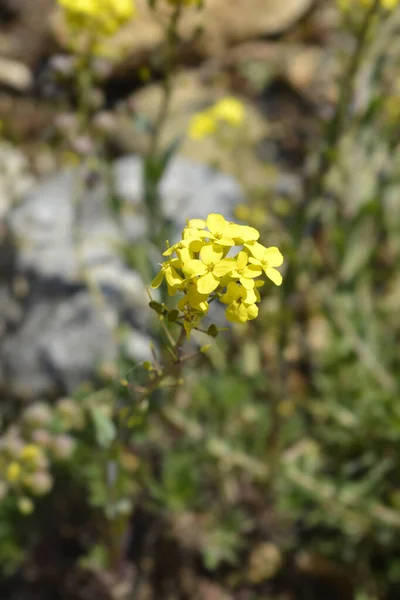 Fiori Della Vescica Greca Nome Latino Alyssoides Utriculata — Foto Stock