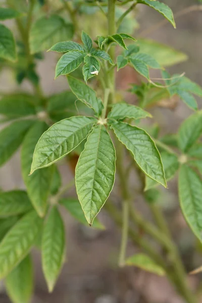 Bunga Laba Laba Helen Campbell Pergi Nama Latin Cleome Hassleriana — Stok Foto