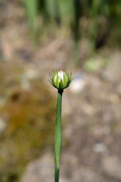 Büyük Tutumlu Çiçek Tomurcuğu Latince Adı Armeria Psödarmeria — Stok fotoğraf