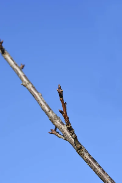 Japanese Flowering Cherry Kanzan Branch Buds Blue Sky Latin Name — Stock Photo, Image