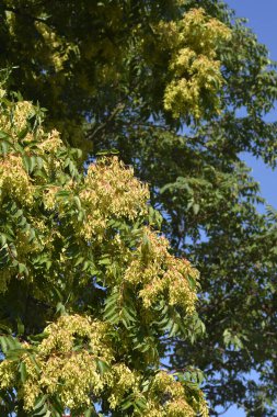 Cennet ağacı tohumlarla dallanır - Latince adı - Ailanthus altissima