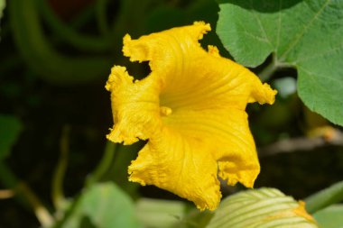 Dev kabak çiçeği - Latince adı - Cucurbita maxima
