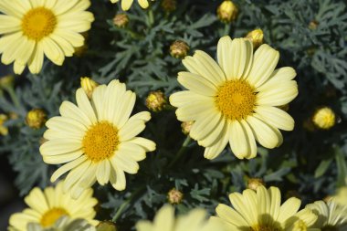 Sarı Marguerite papatyası - Latince adı - Argyranthemum frutescens