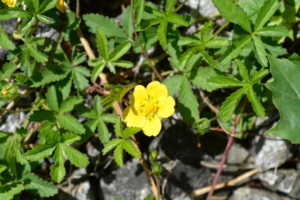 Creeping Cinquefoil Yellow Flower Latin Name Potentilla Reptans — Stock Photo, Image
