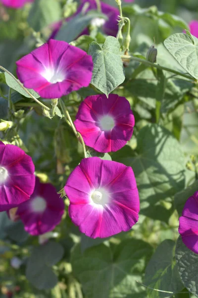 Fleurs Gloire Matin Commun Nom Latin Ipomoea Purpurea — Photo