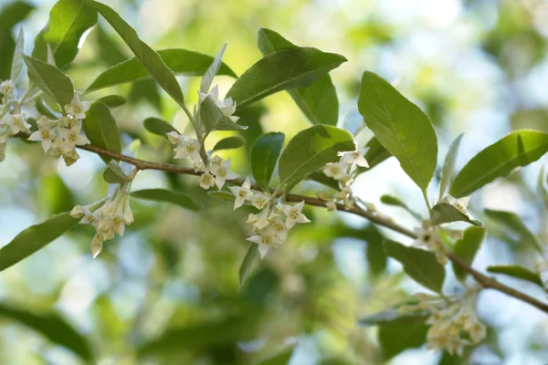 Autumn Olive Branch Flowers Latin Name Elaeagnus Umbellata — Stock Photo, Image