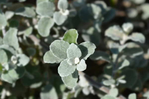 Folhas Plantas Alcaçuz Nome Latino Helichrysum Petiolare — Fotografia de Stock