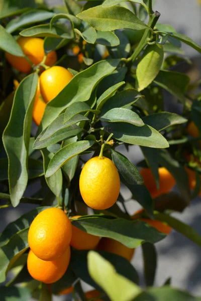 Kumquat Fruit Latin Name Fortunella Japonica — Stock Photo, Image