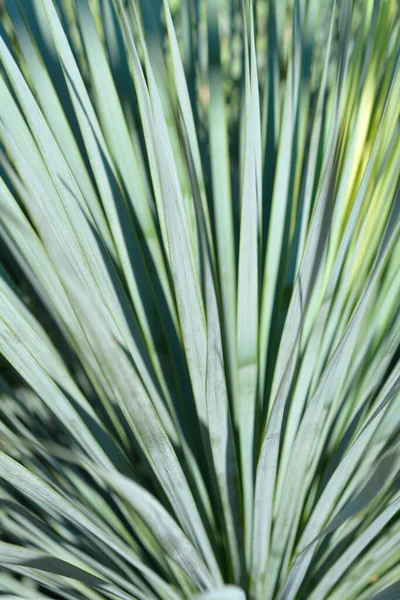 Beaked Yucca Leaves Латинское Название Yucca Rostrata — стоковое фото