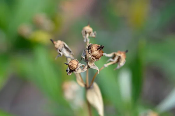 Anemonensamen Lateinischer Name Carpenteria Californica — Stockfoto