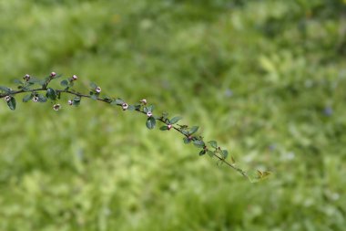 Çiçekli çok az sayıda pamuk çekirdeği dalı - Latince adı - Cotoneaster nitens