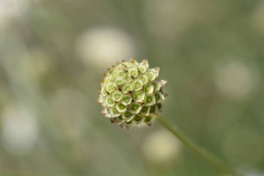 Beyaz huysuz tohum başı - Latince adı - Cephalaria leucantha
