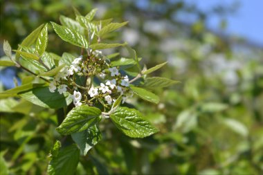 Ağaç çiçekleri - Latince adı - Viburnum lantana