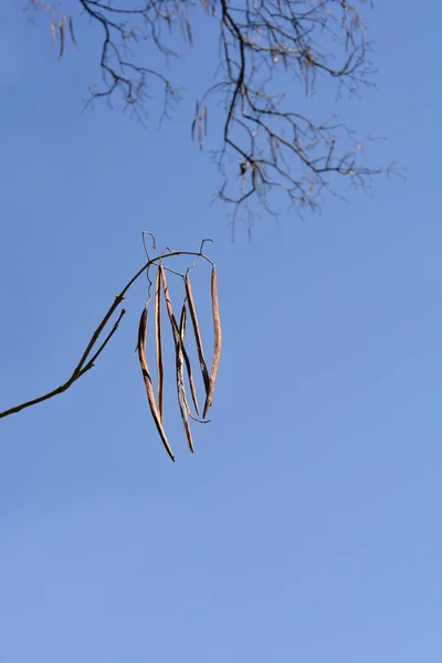 Общие Капсулы Катальпы Ветвях Латинское Название Catalpa Bignonioides — стоковое фото