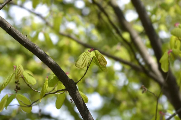 Branche Hamamélis Nom Latin Corylopsis Spicata — Photo