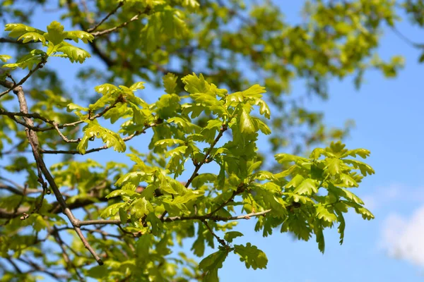 Englische Eiche Gegen Blauen Himmel Lateinischer Name Quercus Robur — Stockfoto