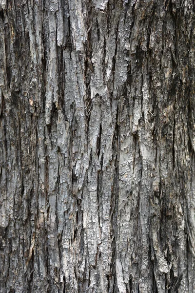 European Hop Hornbeam Bark Detalj Latinskt Namn Ostrya Carpinifolia — Stockfoto