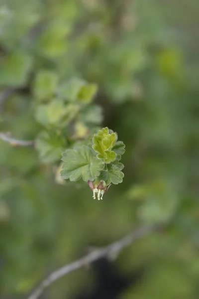 Europejski Kwiat Agrestu Łacińska Nazwa Ribes Uva Crispa — Zdjęcie stockowe