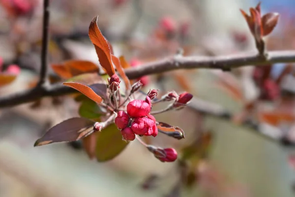Цветки Яблони Латинское Название Malus Purpurea — стоковое фото