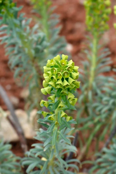 Wulfens Spurge Bloemen Latijnse Naam Euphorbia Subsp Wulfenii — Stockfoto