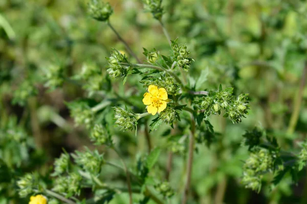 Karcsú Cinquefoil Virágok Latin Név Potentilla Gracilis — Stock Fotó