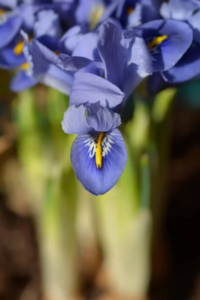 Цветы Iris Alida Латинское Название Iris Reticulata Alida — стоковое фото